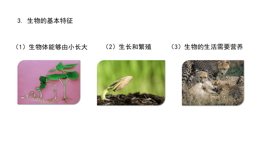 初中生物人教版七年级上册第一单元 第一章第一章《认识生物》复习课件（17张PPT）