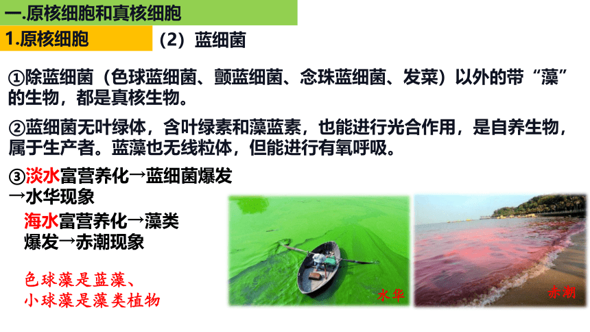 新人教必修1专题复习课件：04 细胞的多样性和统一性(共49张PPT)