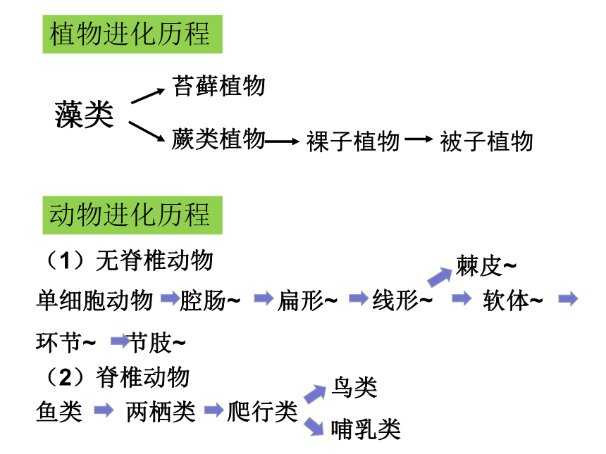 2021--2022学年人教版生物八年级下册7.3.3生物进化的原因课件(共43张PPT)