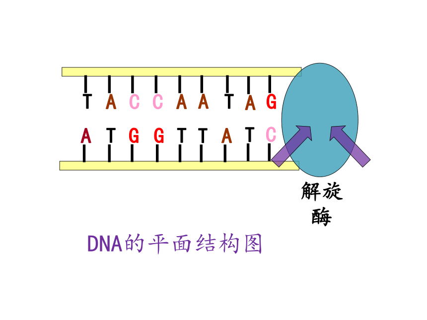 生物人教版（2019）必修二4.1 基因指导蛋白质的合成（共45张ppt）