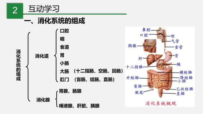 4.2 食物的消化与吸收 第1课时 （课件 19张PPT）