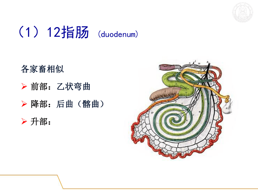 5.消化系统-3  课件(共51张PPT) - 《畜禽解剖生理学》同步教学（高教版）