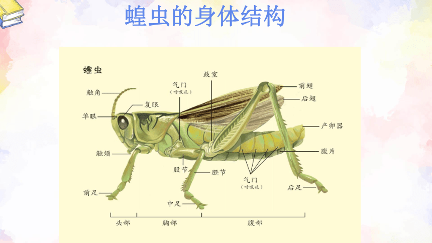 冀人版科学三年级下册第5课 昆虫 课件(共20张PPT)
