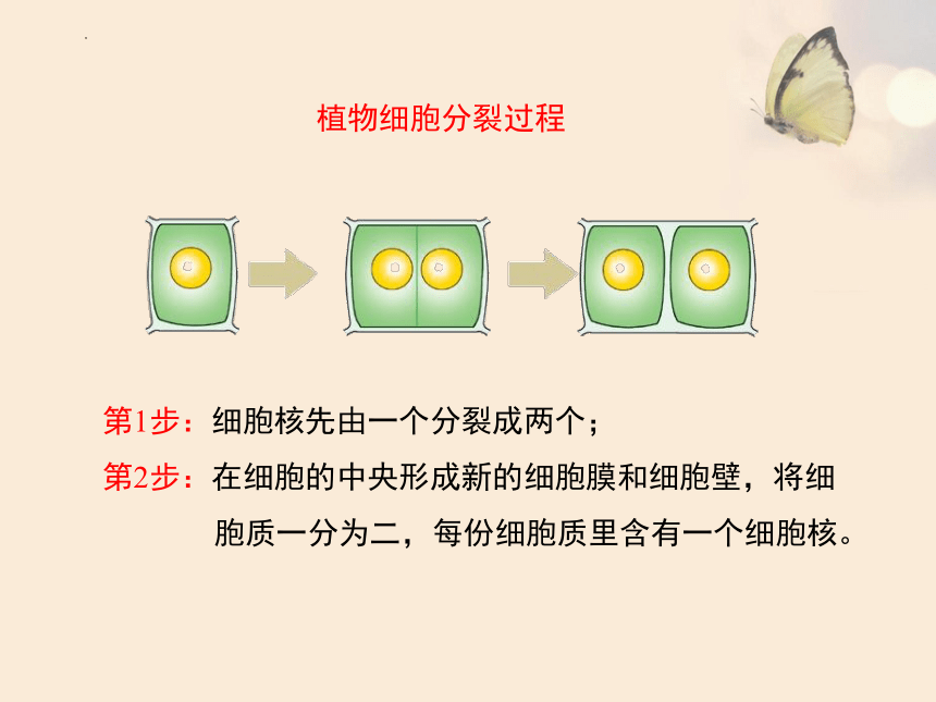 2022--2023学年人教版生物七年级上册2.2.1 细胞通过分裂产生新细胞课件（共24张PPT）