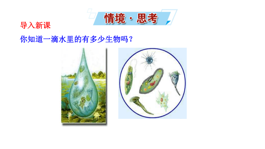 八年级下册生物北师大版课件：第22章 第2节  原生生物的主要类群(共23张PPT)