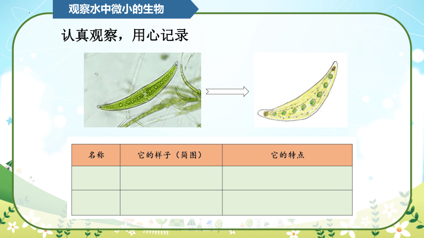 教科版（2017秋）小学科学六年级上册 1.6观察水中微小的生物（课件 共23张PPT）