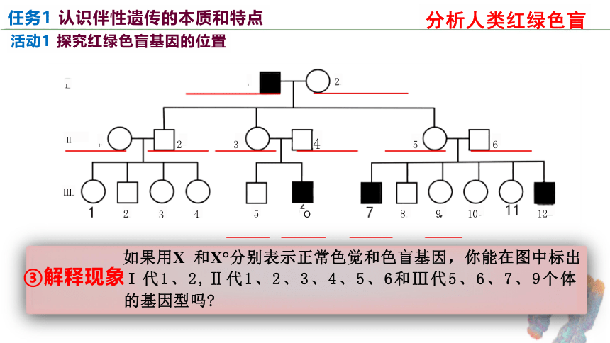 2.3 伴性遗传(2课时）(课件共30张PPT)