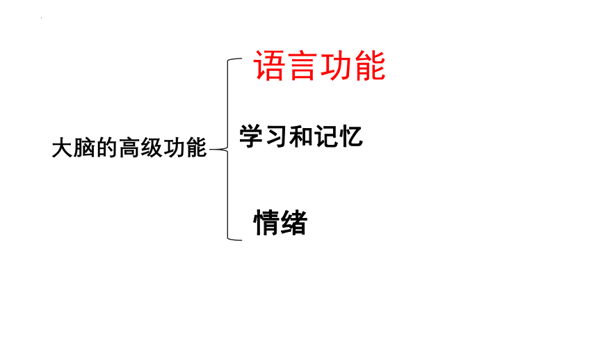 生物人教版2019选择性必修1 2.5 人脑的高级功能（共22张ppt）