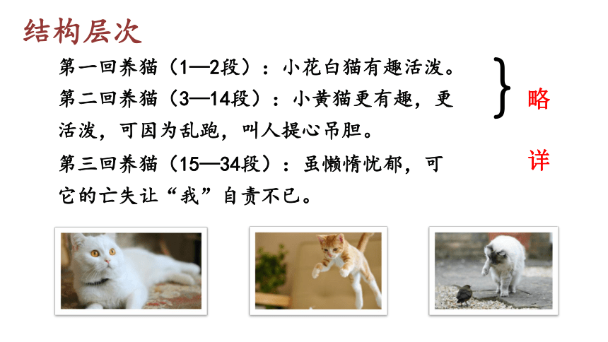 部编版七年级语文上册课(共41张PPT)件--16  猫