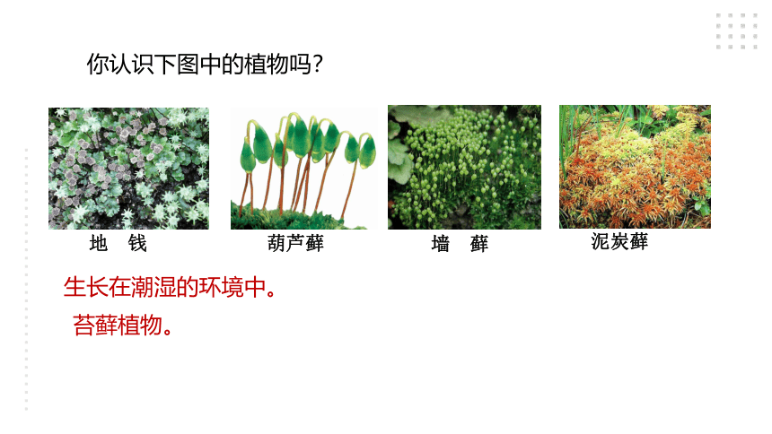第5节 常见的植物(第2课时）（课件 17张PPT）