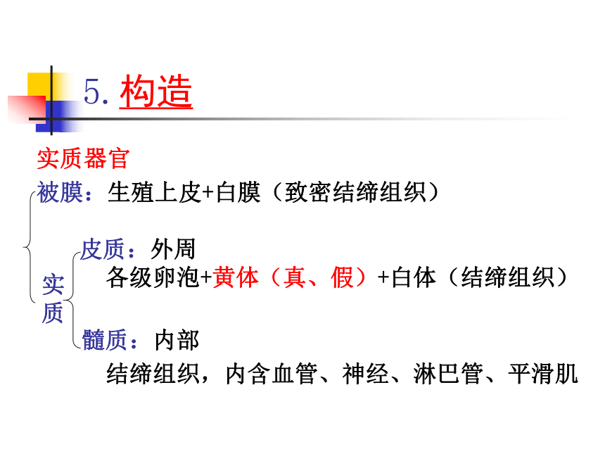 8 生殖系统-1  课件(共63张PPT) 《畜禽解剖生理学》同步教学（高教版）