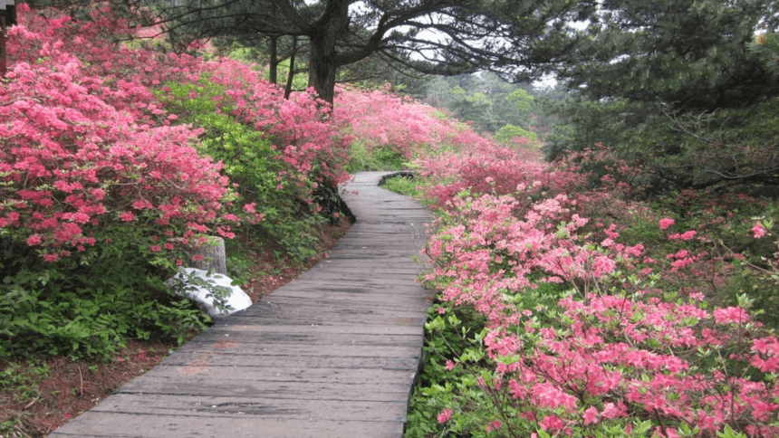 3 开满鲜花的小路 （课件）(共26张PPT)