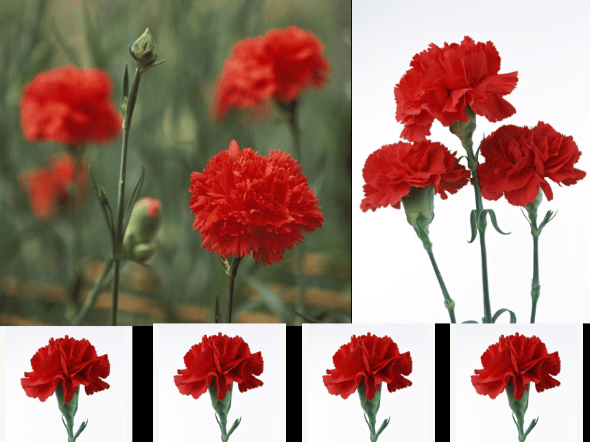 人美版（北京） 五年级下册美术 第5课 摄影-美丽的花 ▏课件（9张PPT）