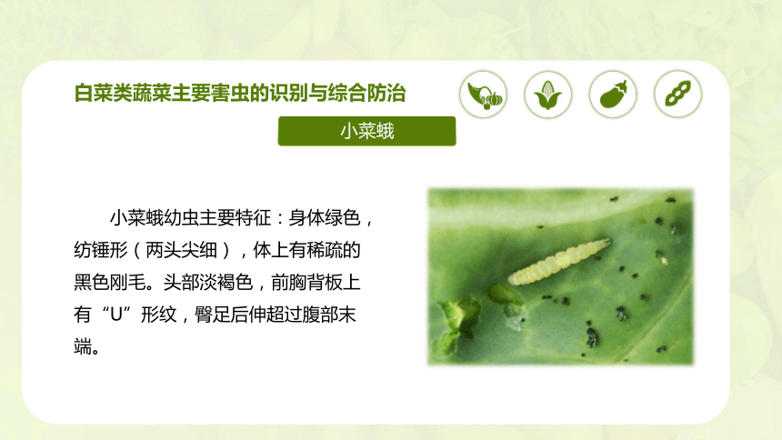 4.4.2 白菜类蔬菜病虫害及防治（下）课件(共29张PPT)-《蔬菜生产技术》同步教学（中国农业出版社）
