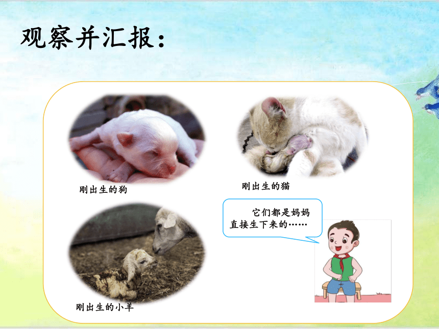 青岛版四年级上册科学 4 哺乳动物 课件（16张ppt）