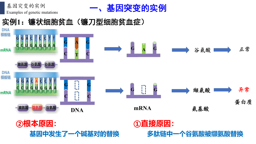 高中生物人教版（2019）必修2 5.1基因突变和基因重组（共42张ppt）