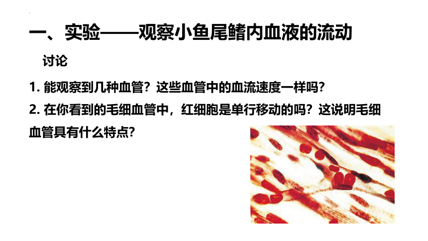 4.4.4 血流的管道——血管课件 (共28张PPT)人教版生物七年级下册