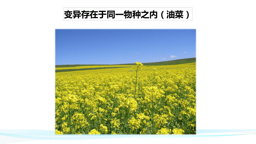 6.2.2 变异-【精准备课】2021-2022学年八年级生物下册同步教学优质课件（冀少版）(共33张PPT)