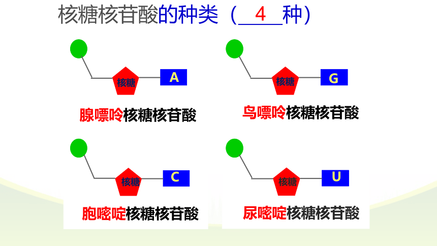 2021-2022学年高一上学期生物人教版必修一2.5核酸是遗传信息的携带者课件（共36张PPT）