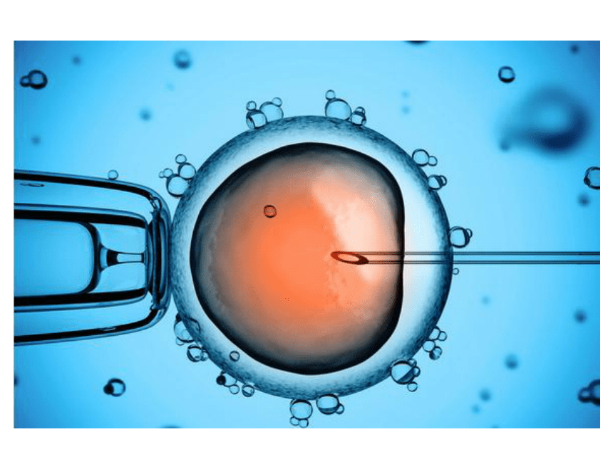 2.3.2胚胎工程技术及其应用课件（31张ppt）-2022-2023学年高二生物学人教版（2019）选择性必修三