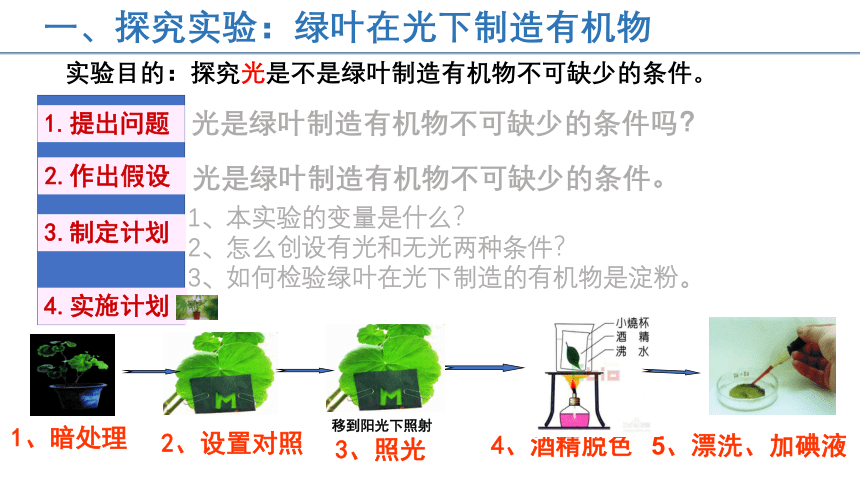 2022-2023学年人教版七年级生物上册 3.4 绿色植物是生物圈中有机物的制造者 课件  (共32张PPT)