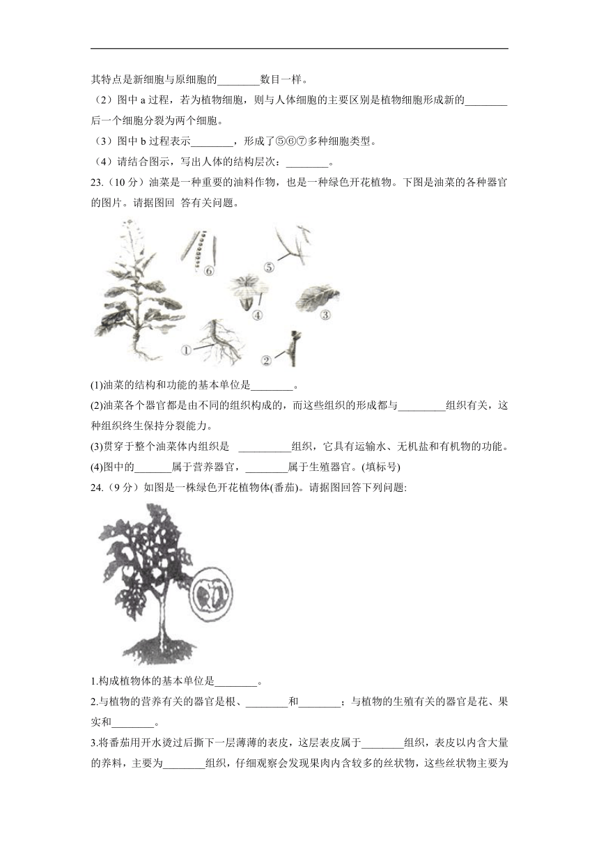 2021-2022学年人教版七年级上册生物 第2单元第2章 细胞怎样构成生物体章检测题 基础达标 （Word版 含解析）