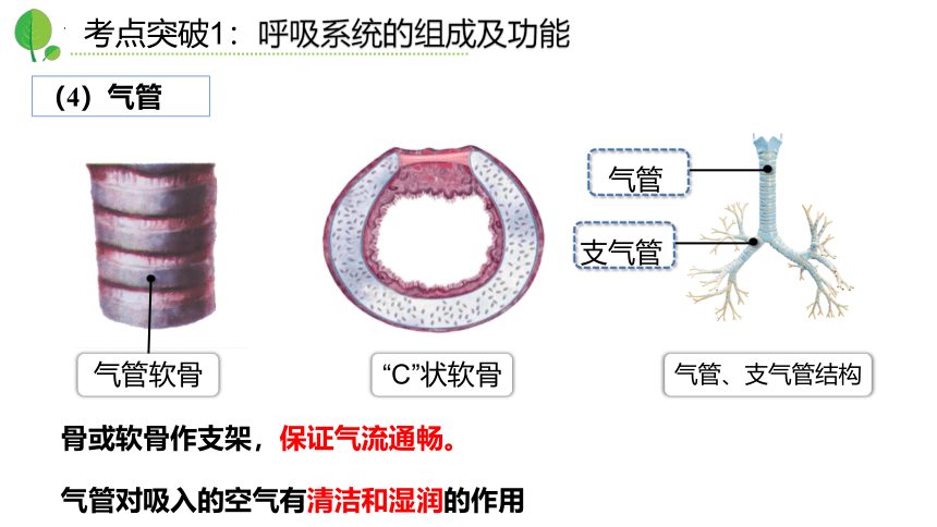 第三章人体的呼吸（复习课件）-七年级生物下册单元复习课件（人教版）(共27张PPT)