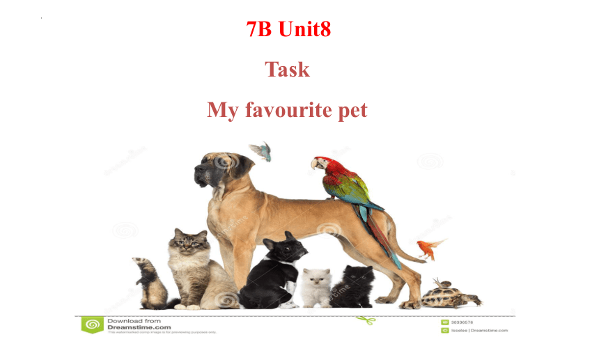 Unit 8 Pets Task课件(共20张PPT)-2023-2024学年牛津译林版英语七年级下册