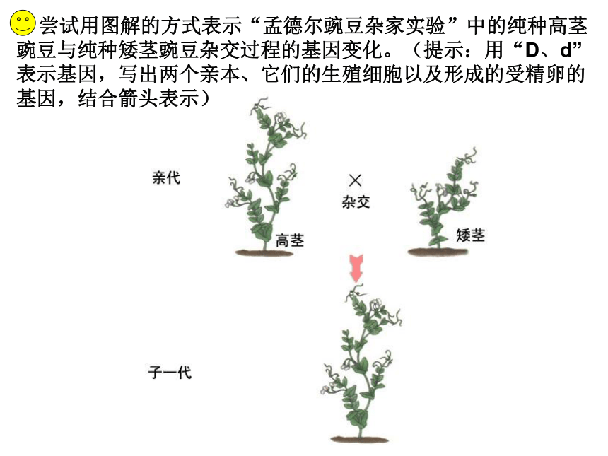 苏教版八年级下册生物 22.2人的性状和遗传 课件（23张PPT）