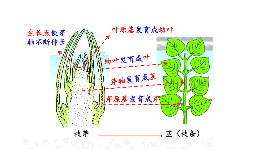 苏教版七年级生物上册 5.4 植物茎的输导功能 教学课件 （32张PPT）