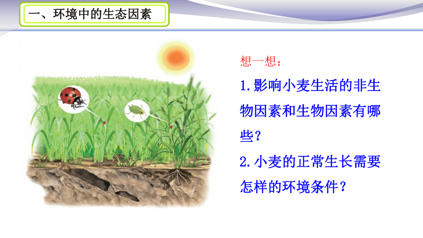 1.2.1生物与环境的关系课件（34张PPT）