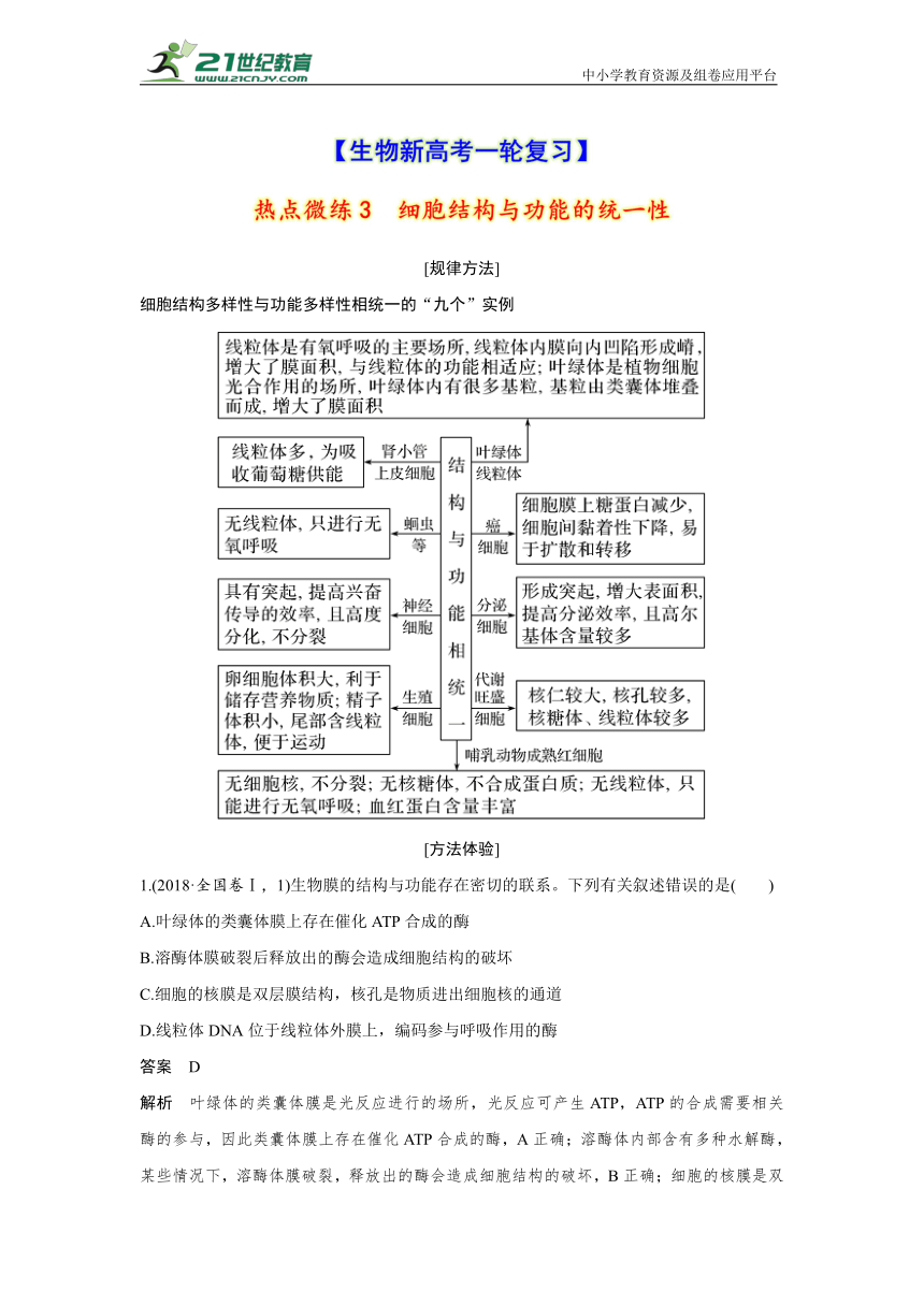 【生物新高考一轮复习】热点微练3　细胞结构与功能的统一性（word版含解析）