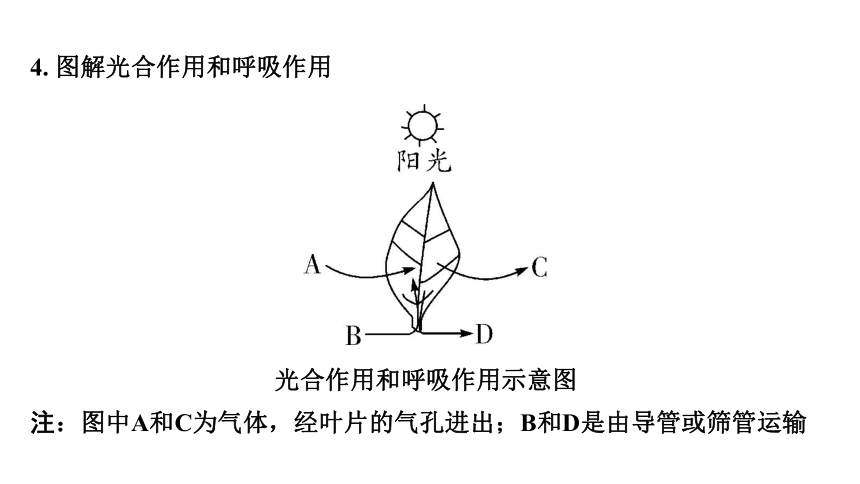 3.4  植物的光合作用、呼吸作用与植物在生物圈中的作用复习课件(共59张PPT)