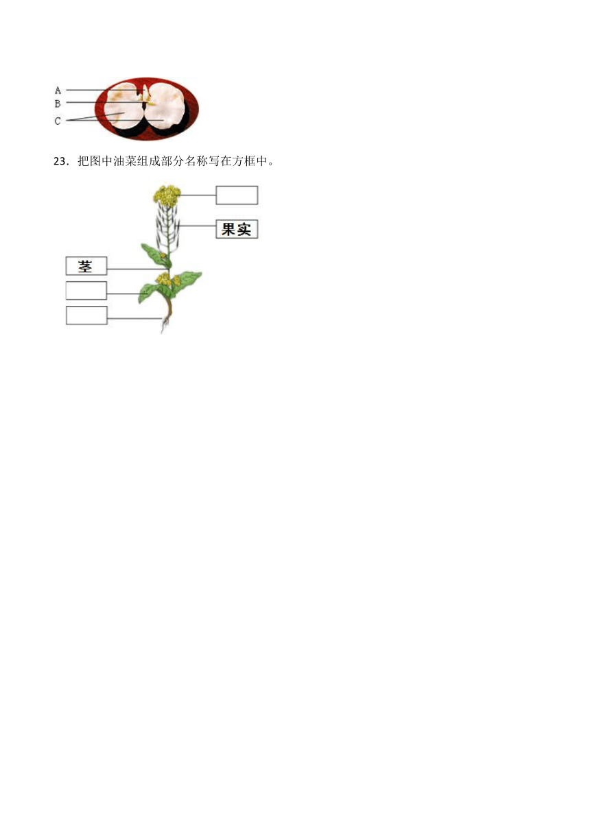 2023-2024学年三年级科学下学期期中专项复习（青岛版）第四单元植物的繁殖（含解析答案）