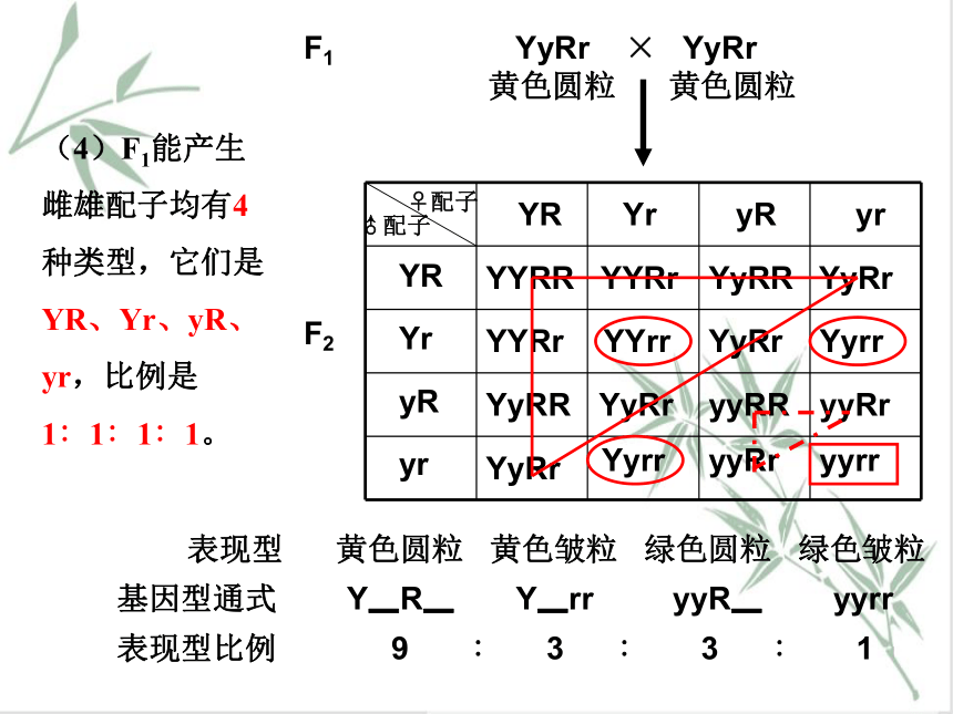 1.2 孟德尔从两对相对性状的杂交实验中总结出自由组合定律 课件（共44张PPT）