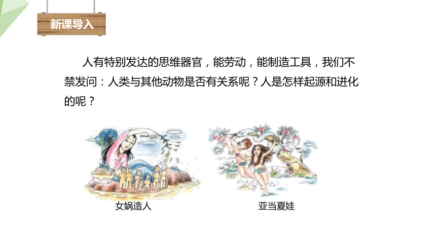 4.1.1 人类的起源和发展 课件(共24张PPT) 2023-2024学年初中生物人教版七年级下册