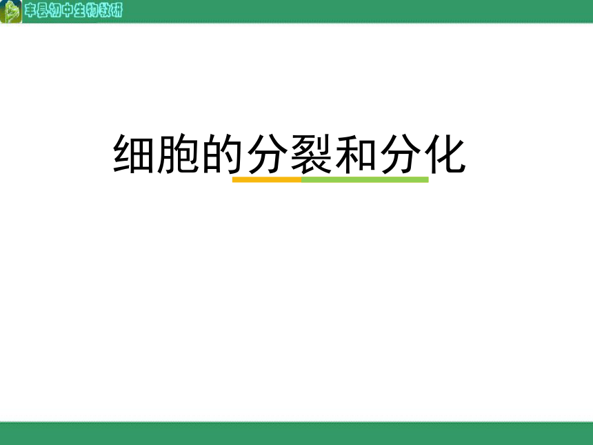 8.2细胞的分裂和分化课件(共24张PPT)