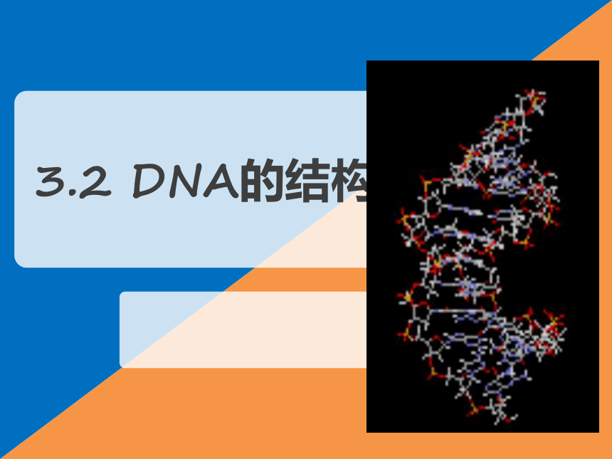 【新教材】2020-2021学年人教版（2019）高一生物必修二3.2 DNA的结构 课件（23张ppt）