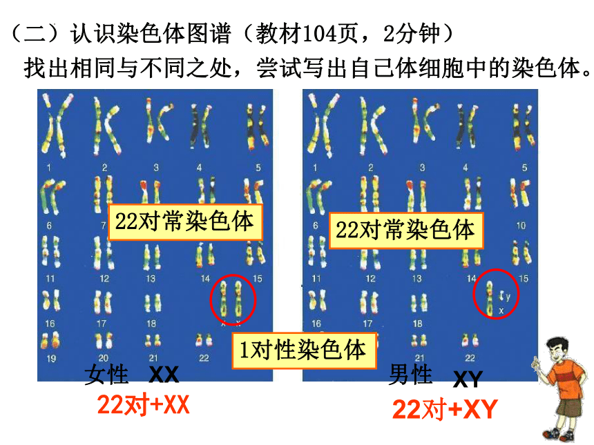 4.4.3 人类染色体与性别决定 课件（共14张PPT）