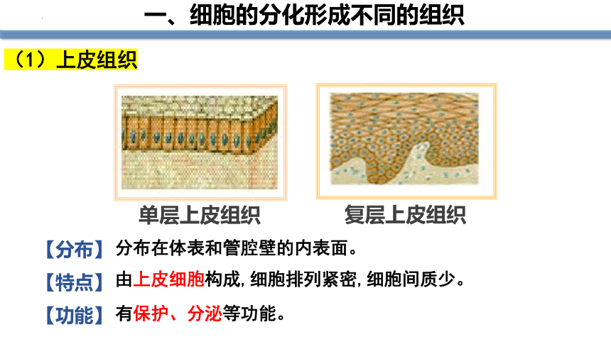 2022--2023学年人教版七年级生物上册  2.2.2 动物体的结构层次课件(共19张PPT)