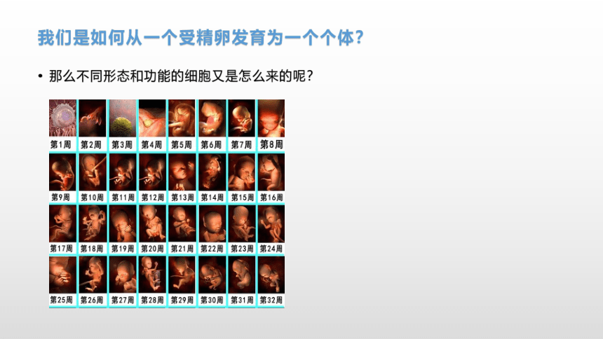 4.2 细胞通过分化产生不同的细胞 课件（共28张ppt）