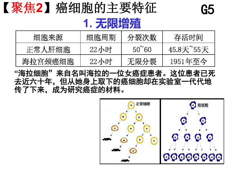 人教版高一生物必修1课件：6.4 细胞的癌变 （共25张ppt）