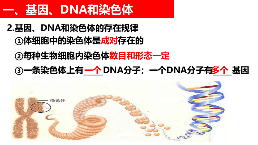 2021-2022学年人教版生物八年级下册7.2.2基因在亲子代间的传递课件(共22张PPT)