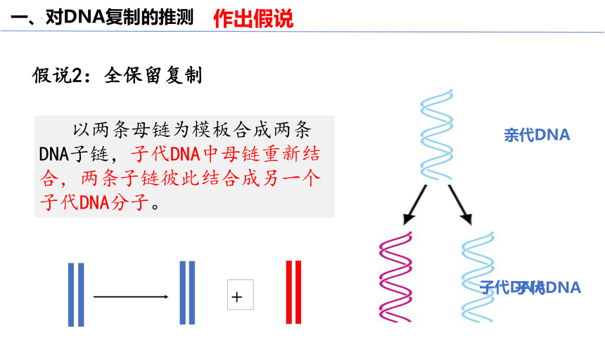 3.3DNA的复制课件(共50张PPT1份视频)