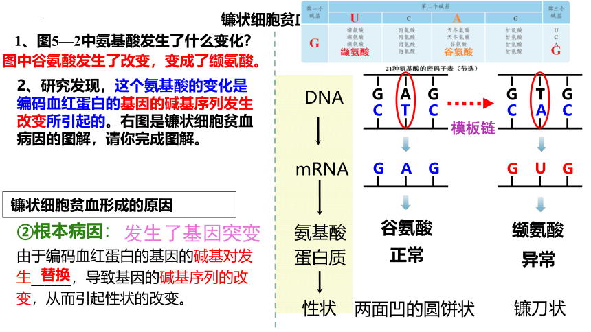 生物人教版（2019）必修2 5.1基因突变和基因重组（共37张ppt）