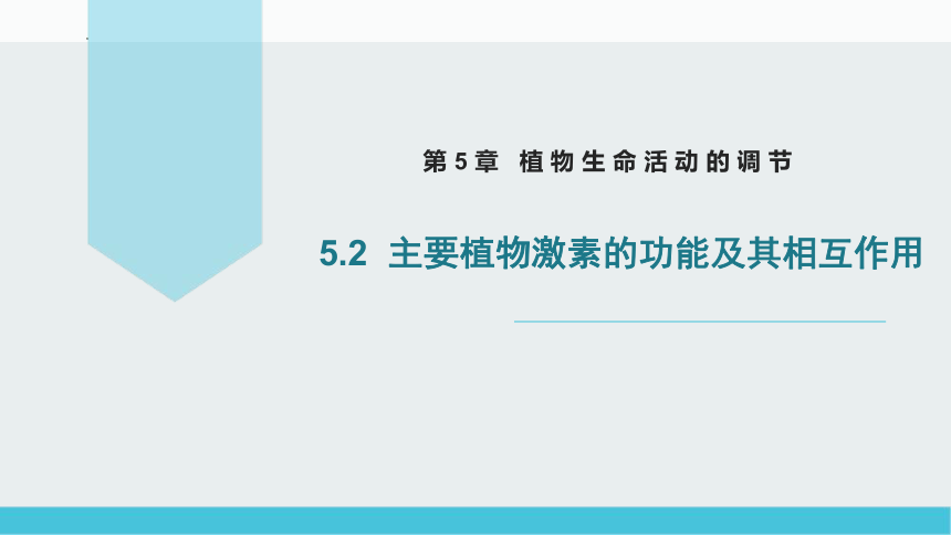 生物北师大版（2019）选择性必修1 5.2 主要植物激素的功能及其相互作用 课件(共25张PPT)