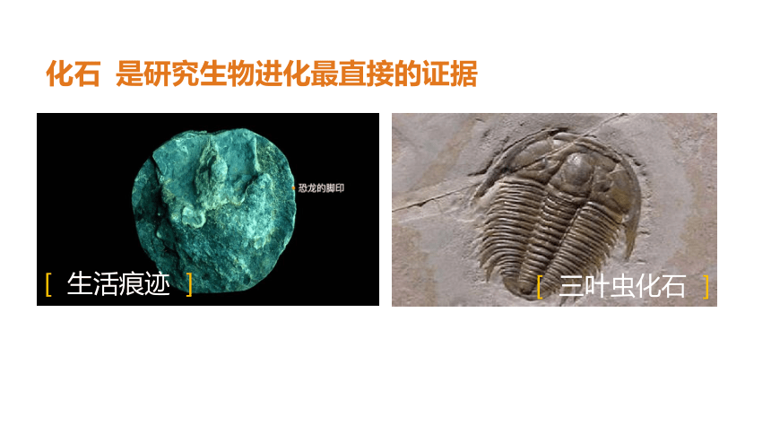 第七单元 第三章 生命起源和生物进化2-生物进化的历程 课件（35张PPT）