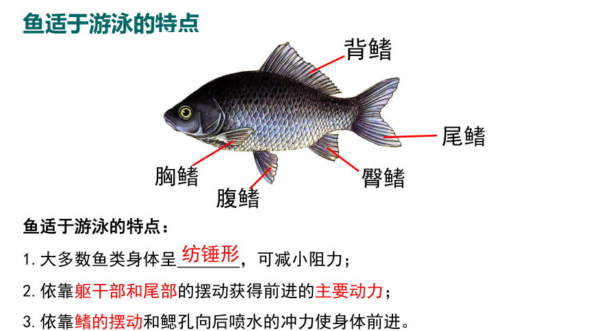 5.15.1 动物运动的方式 课件(共40张PPT＋内嵌视频1个)北师大版生物八年级上册