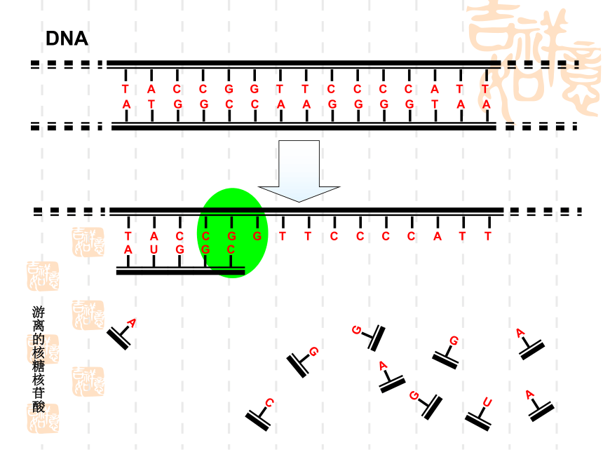 苏教版高中生物必修2第2章第三节《基因控制蛋白质的合成》微课教学课件(共37张PPT)