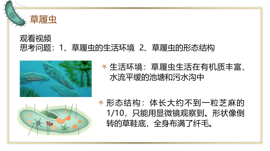 2021-2022学年人教版生物七年级上册2.2.4单细胞生物课件(共17张PPT)